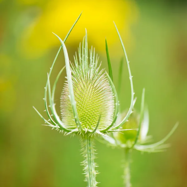 Paarse wilde teasel — Stockfoto