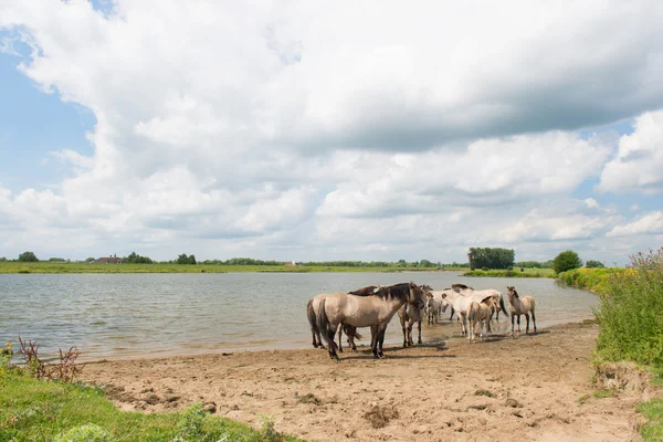 Paisaje fluvial holandés con caballos — Foto de Stock