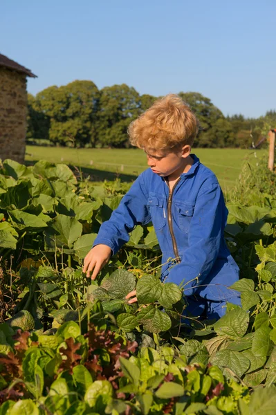 在菜园里收获的农场男孩 — 图库照片