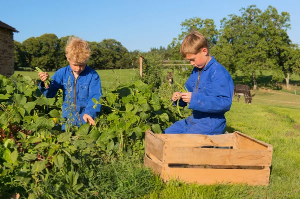 Farm pojkar skörd i grönsakslandet — Stockfoto