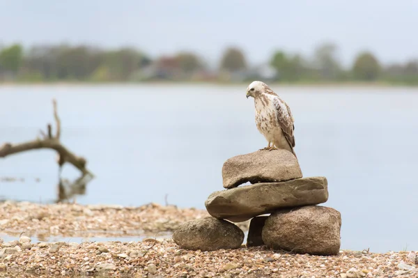 Common blonde buzzard — Stock Photo, Image