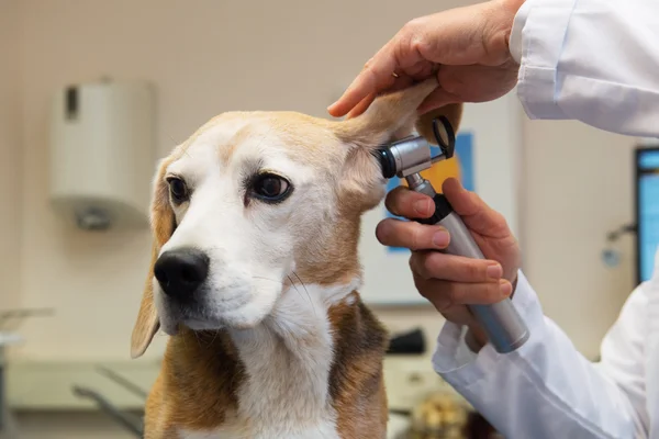 Beagle at the veterinarian — Stock Photo, Image