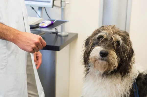 Hund beim Tierarzt — Stockfoto