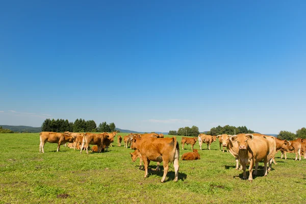 Vacas limusinas — Foto de Stock