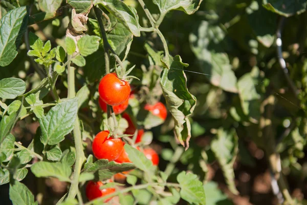 Pomodori nell'orto — Foto Stock