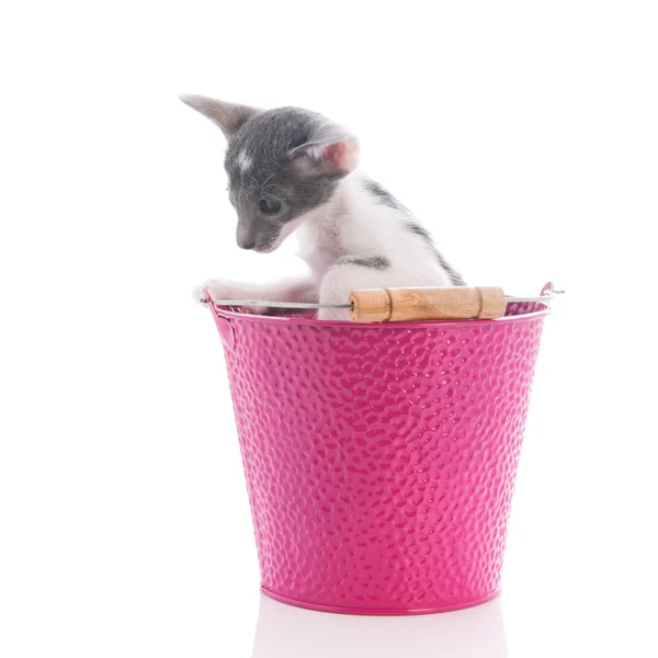 Mały kotek Syjamski — Zdjęcie stockowe