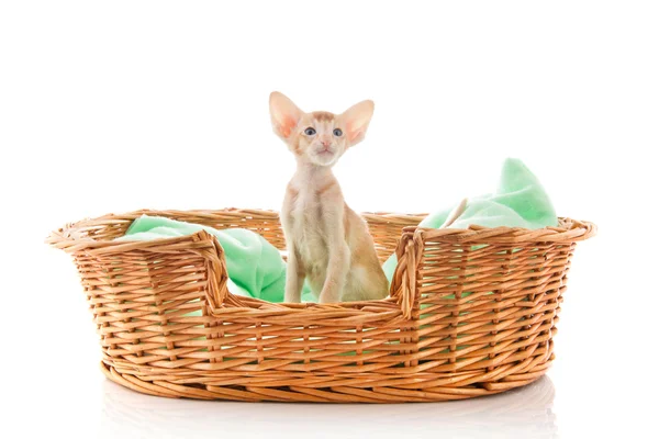 Little Siamese kitten — Stock Photo, Image
