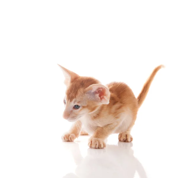 Pequeno gatinho siamês — Fotografia de Stock