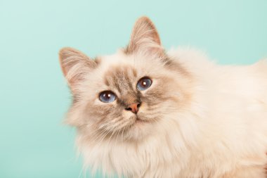 Birman kedisi