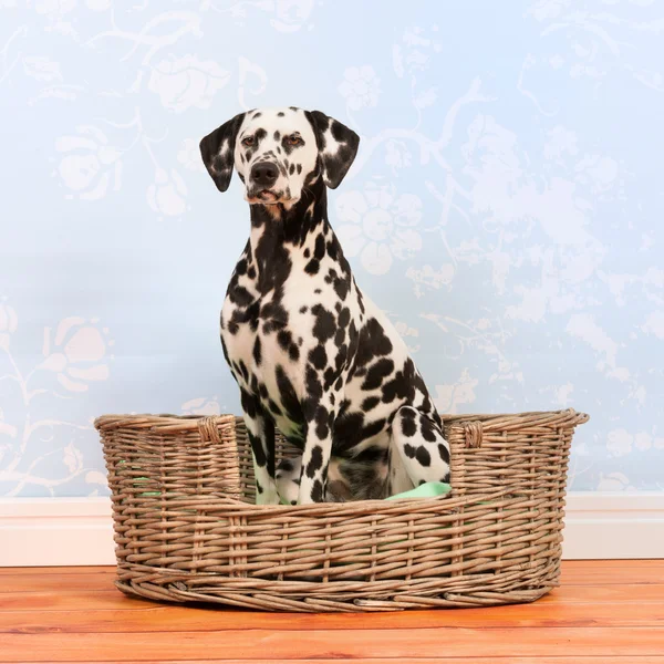 Dalmatische honden zitten in de mand — Stockfoto