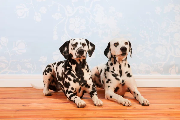 Dalmatským psi, kterým se na podlaze — Stock fotografie
