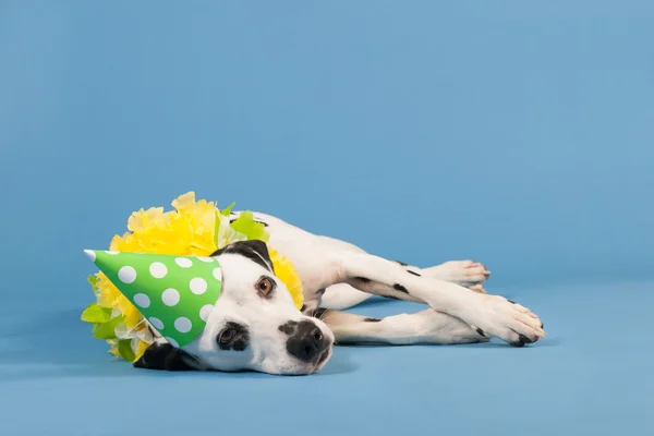 Cão dálmata como animal de aniversário no fundo azul — Fotografia de Stock