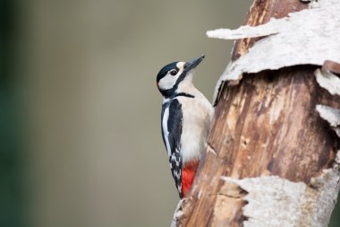 Büyük Benekli Ağaçkakan