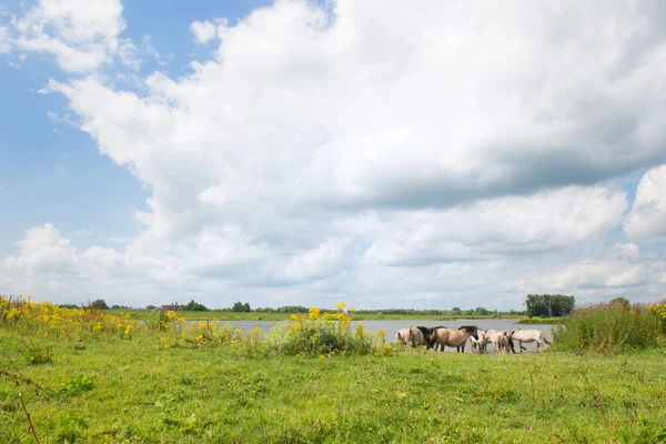 Голландский речной пейзаж — стоковое фото