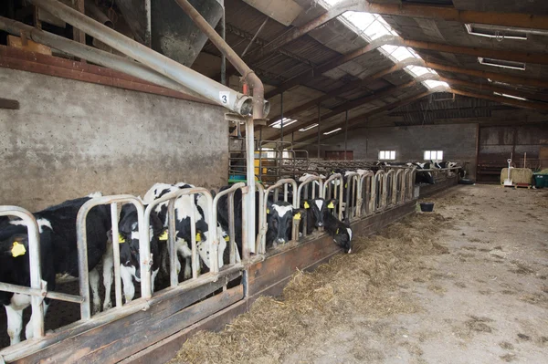 Vaches dans l'écurie — Photo