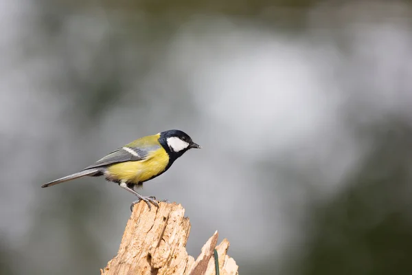 Sumpfmeisen in der Natur — Stockfoto