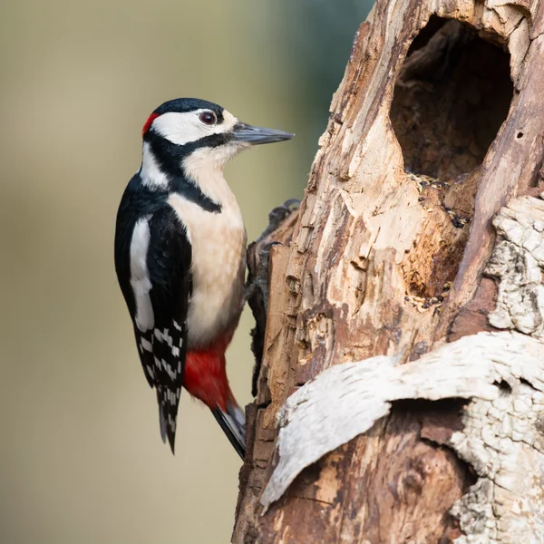 Weibchen-Buntspecht — Stockfoto