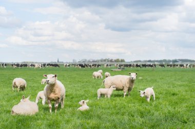Koyunlar ve inekler çayırda otlatma
