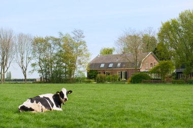 Hollandalı inek çiftliğinde