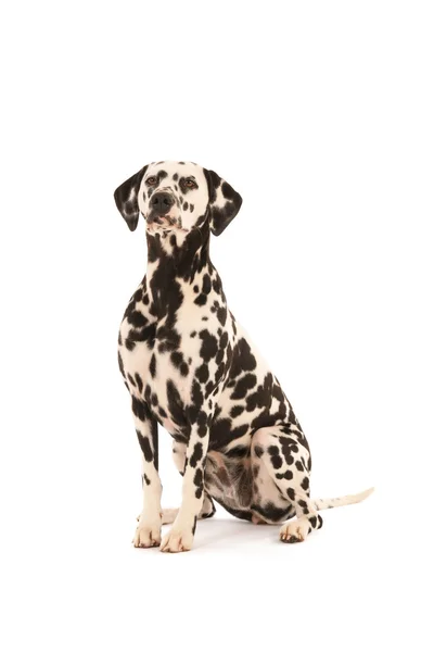 Dalmát kutya fehér háttér — Stock Fotó