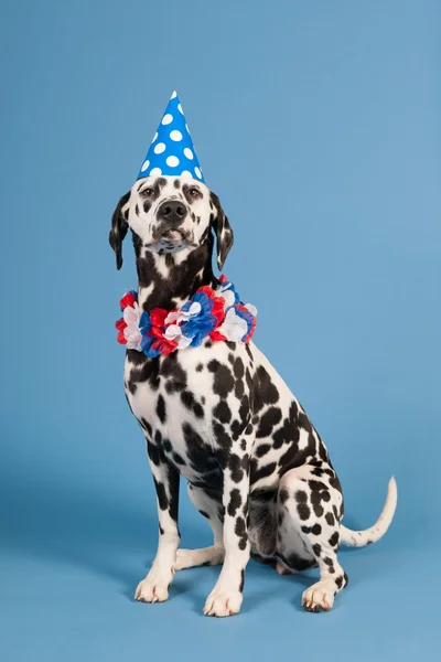 Doğum günü hayvan mavi zemin üzerine Dalmaçya köpeği — Stok fotoğraf