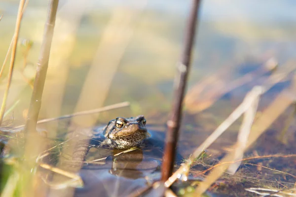 Kleurrijke wol in het groen — Stockfoto