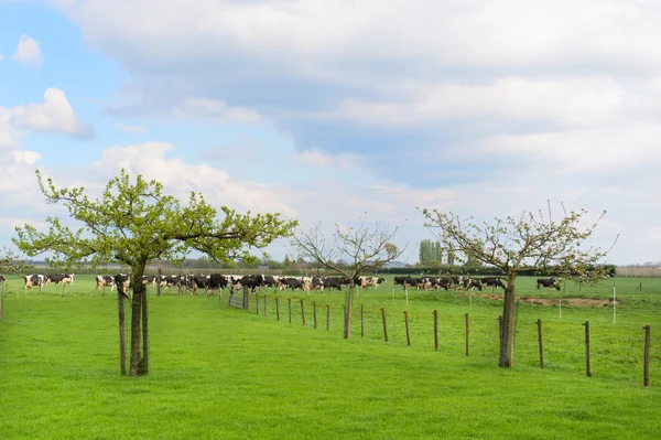 牧草地で牛を放牧 — ストック写真