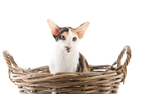 Kot Syjamski szylkret — Zdjęcie stockowe
