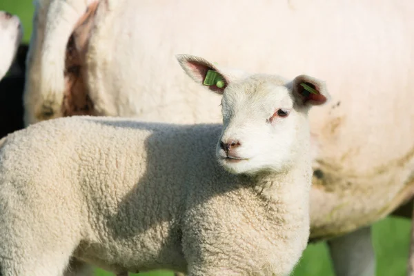 Lamm på våren — Stockfoto