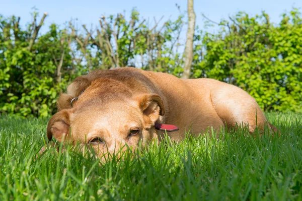 Kleurrijke wol in het groen — Stockfoto