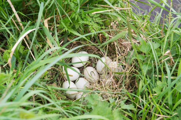 Nest mit Gänseeiern — Stockfoto