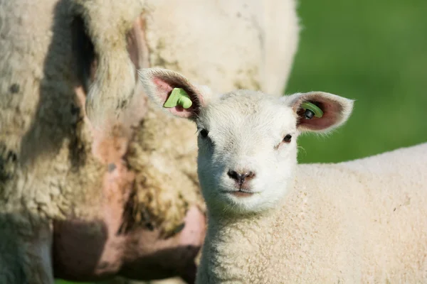 Lamm på våren — Stockfoto