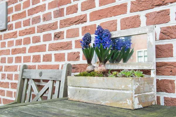 屋外のヒヤシンスの花 — ストック写真