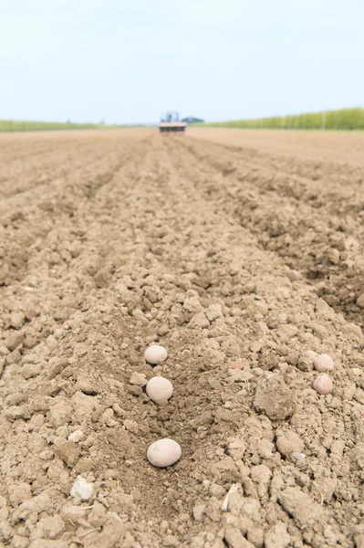 Potato field in landscape — Stock Photo, Image