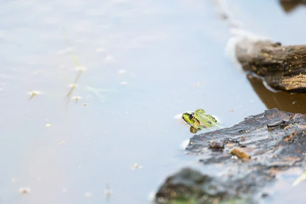 Frosch im Wasser — Stockfoto