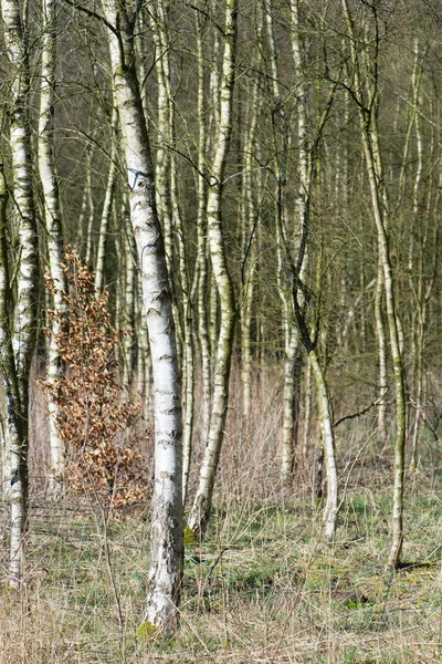 森林里的白桦树 — 图库照片