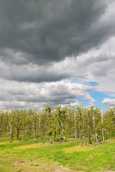 Árboles frutales por criador — Foto de Stock