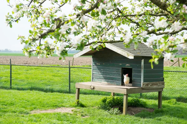 Hühnerstall auf dem Hof — Stockfoto