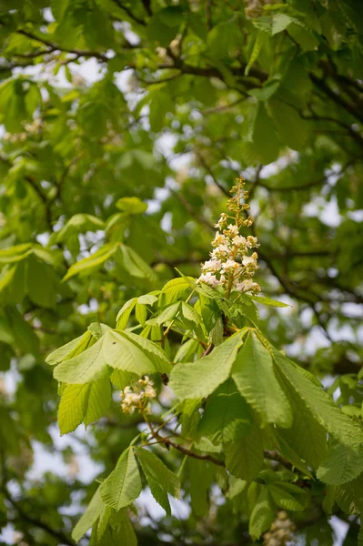 Chestnut tree i detalj — Stockfoto