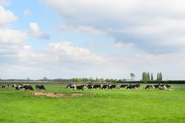 Pâturage des vaches dans la prairie — Photo