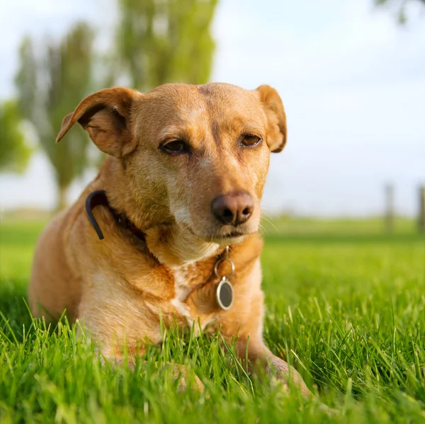 Velho cão raça cruz — Fotografia de Stock