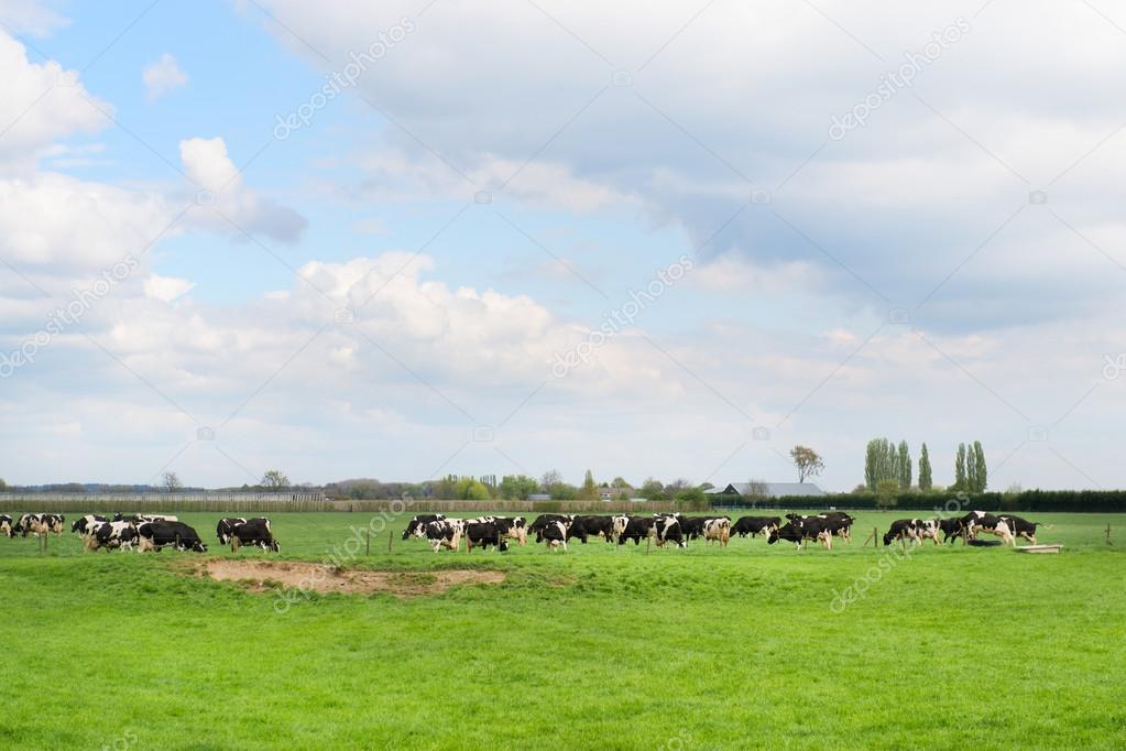 Grazing cows in meadow