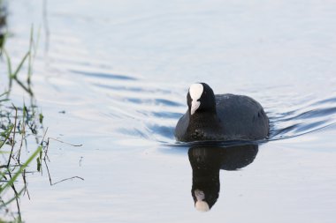 Suda Avrasya Sakarmeke