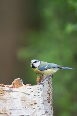 ağaç Avrasya Mavi baştankara