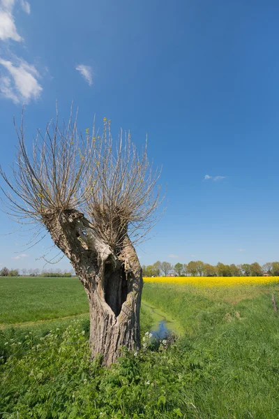 Holenderski pejzaż z drzewa — Zdjęcie stockowe