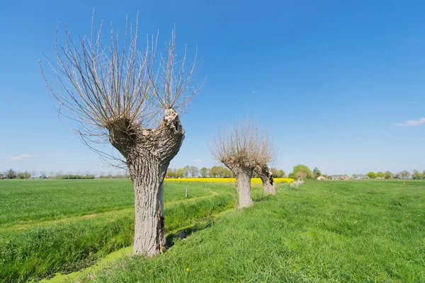 Paesaggio olandese con alberi — Foto Stock