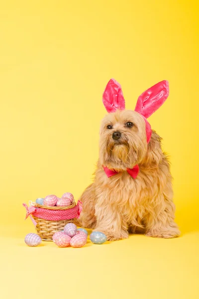 Pes jako Velikonoční zajíček — Stock fotografie
