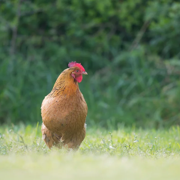Brun kyckling i gräs — Stockfoto