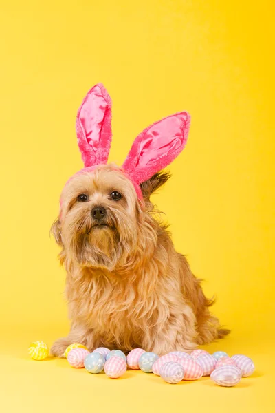 作为复活节兔子的狗 — 图库照片