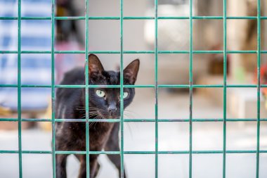 Kedi çit arkasında